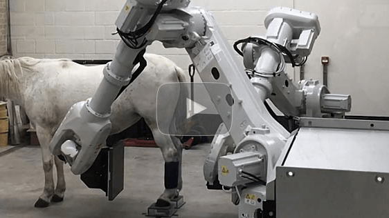 EqueTom Robotic Veterinary CT scanning horse