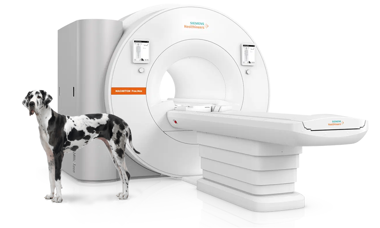 Siemens Magnetom Free.Max Veterinary MRI with large black and white Great Dane in foreground