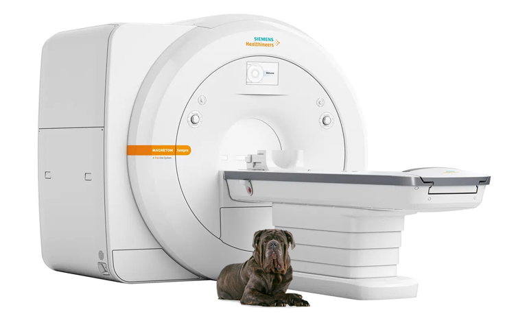 Siemens Magnetom Sempra Veterinary MRI scanner with large brown dog in foreground
