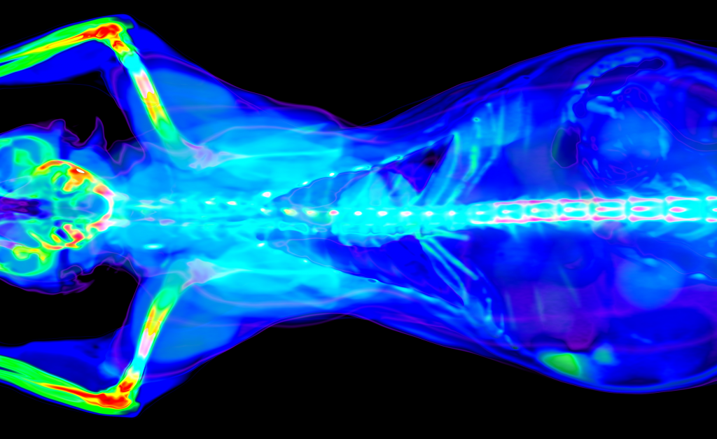 Colorful CT Scan of a cat torso