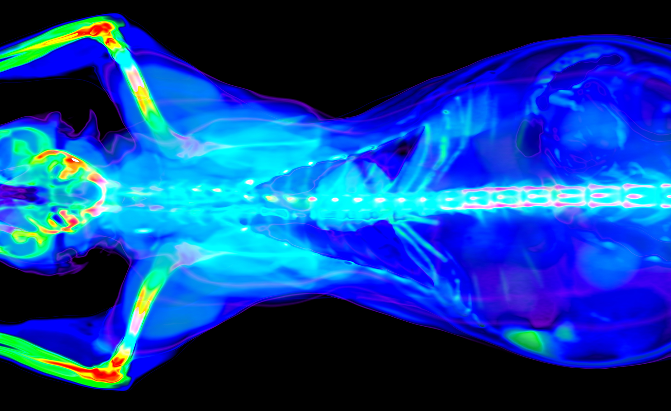 Colorful CT Scan of a cat torso
