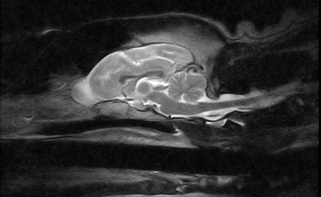 MRI scan of canine brain