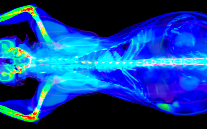 Colorful CT Scan of a cat torso