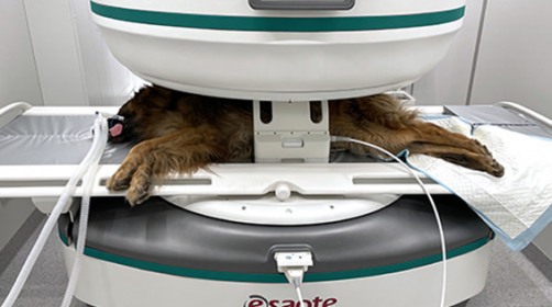 Esaote Magnifico Veterinary MRi scanning dog
